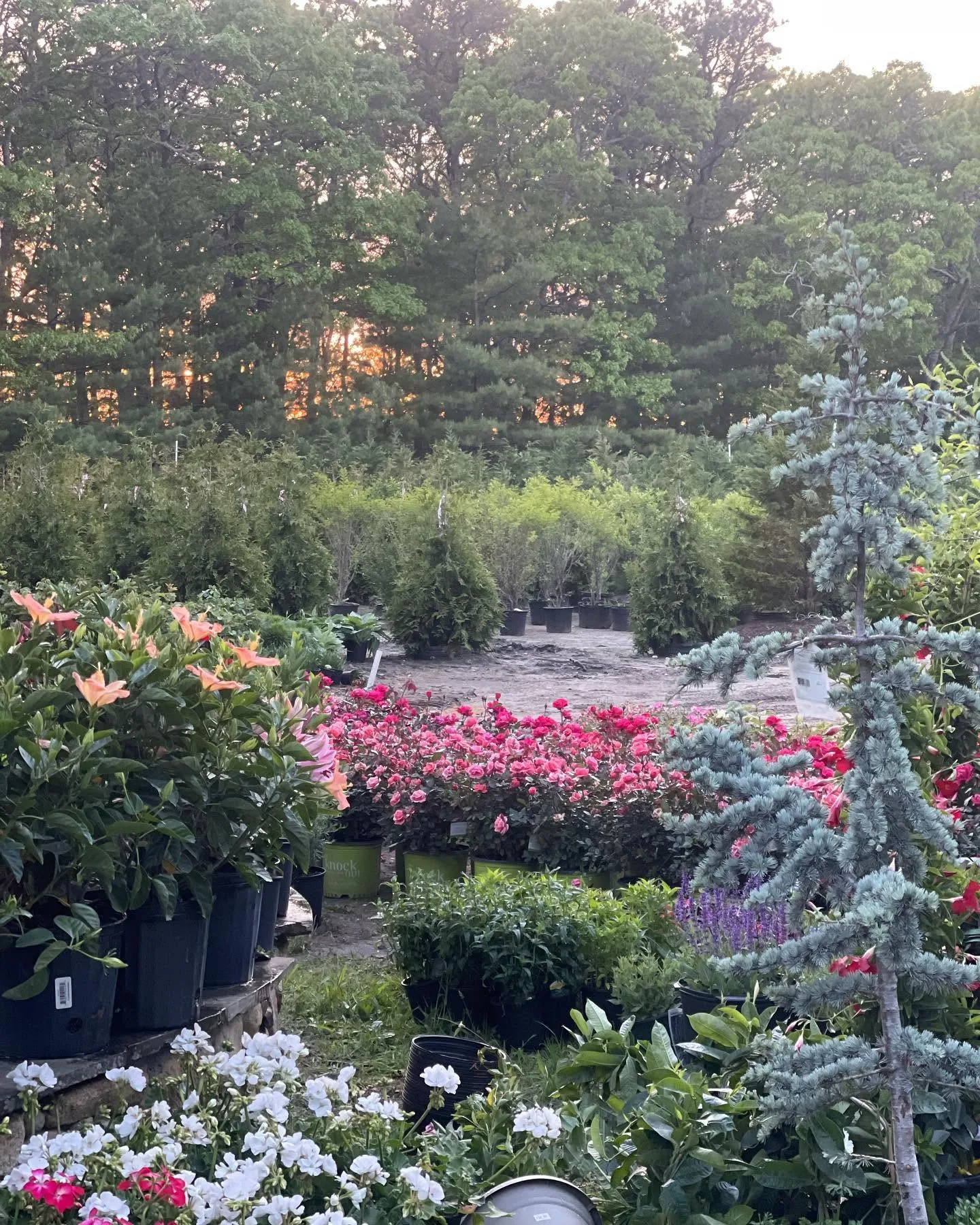 Rows of potted evergreens, roses, and flowering shrubs at Davenport Farms nursery in Brewster, Cape Cod, at golden hour