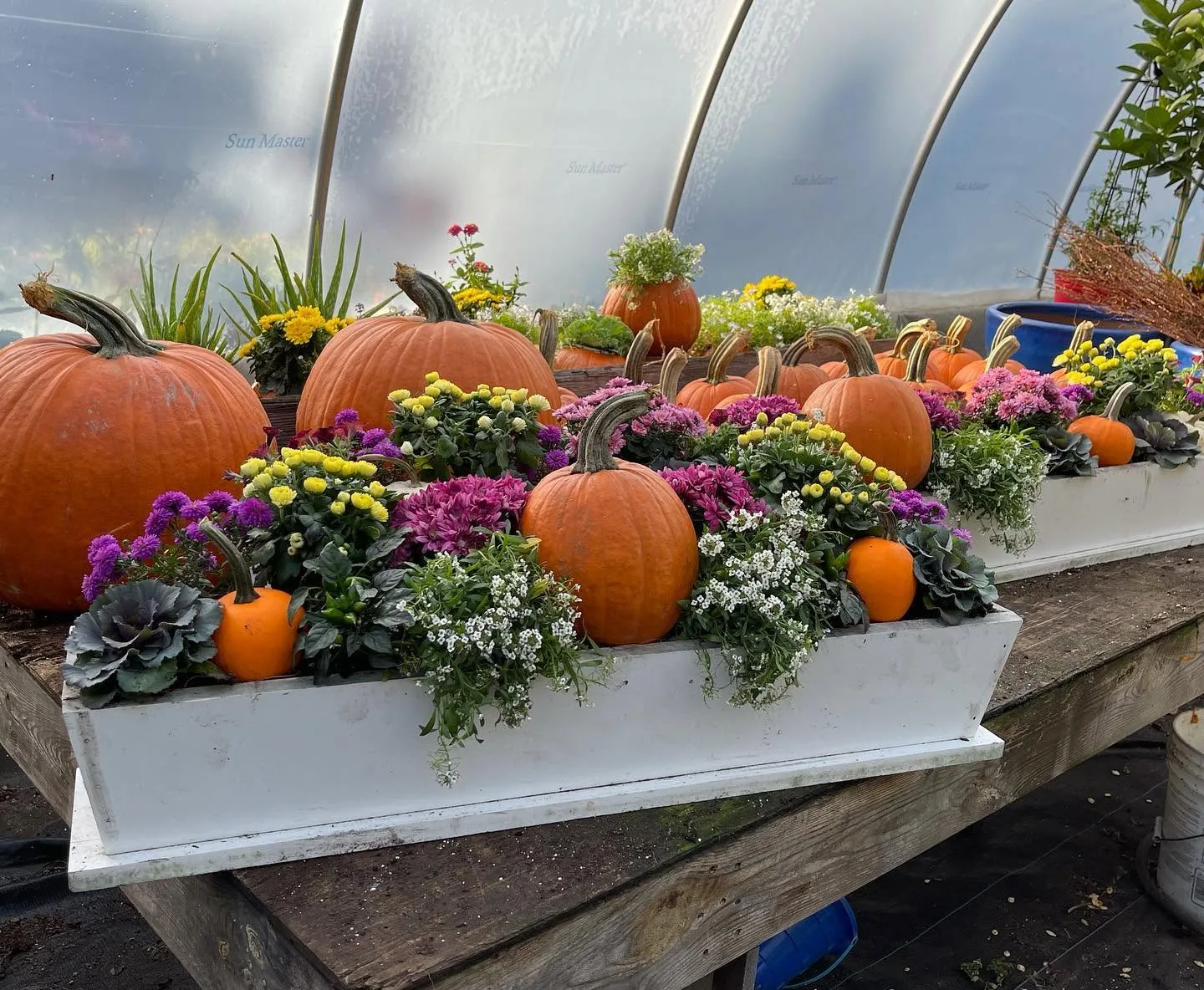 Fall window boxes with mums, pumpkins, and ornamental cabbage inside the Davenport Farms greenhouse in Brewster