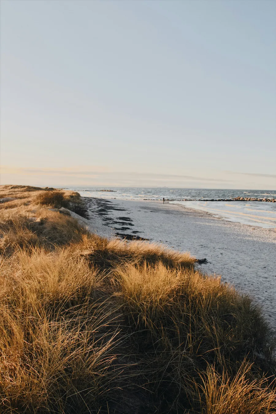 Dune grass overlooking a Cape Cod beach at golden hour