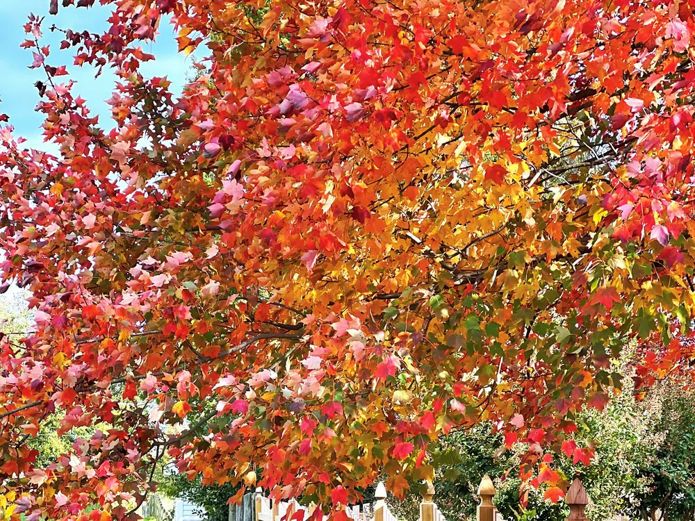 Vivid fall foliage over a Cape Cod property