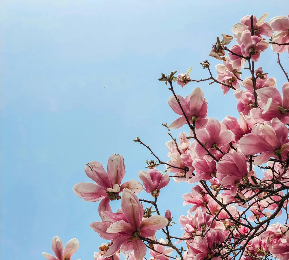 Magnolia blossoms in spring on Cape Cod