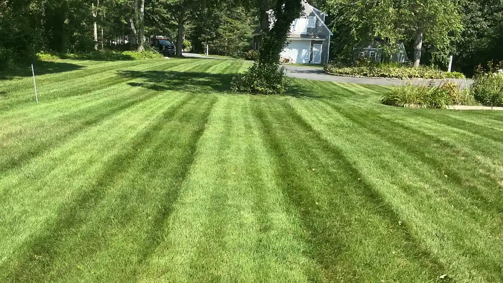 Front lawn with crisp mowing stripes converging toward a shade tree on a Cape Cod property