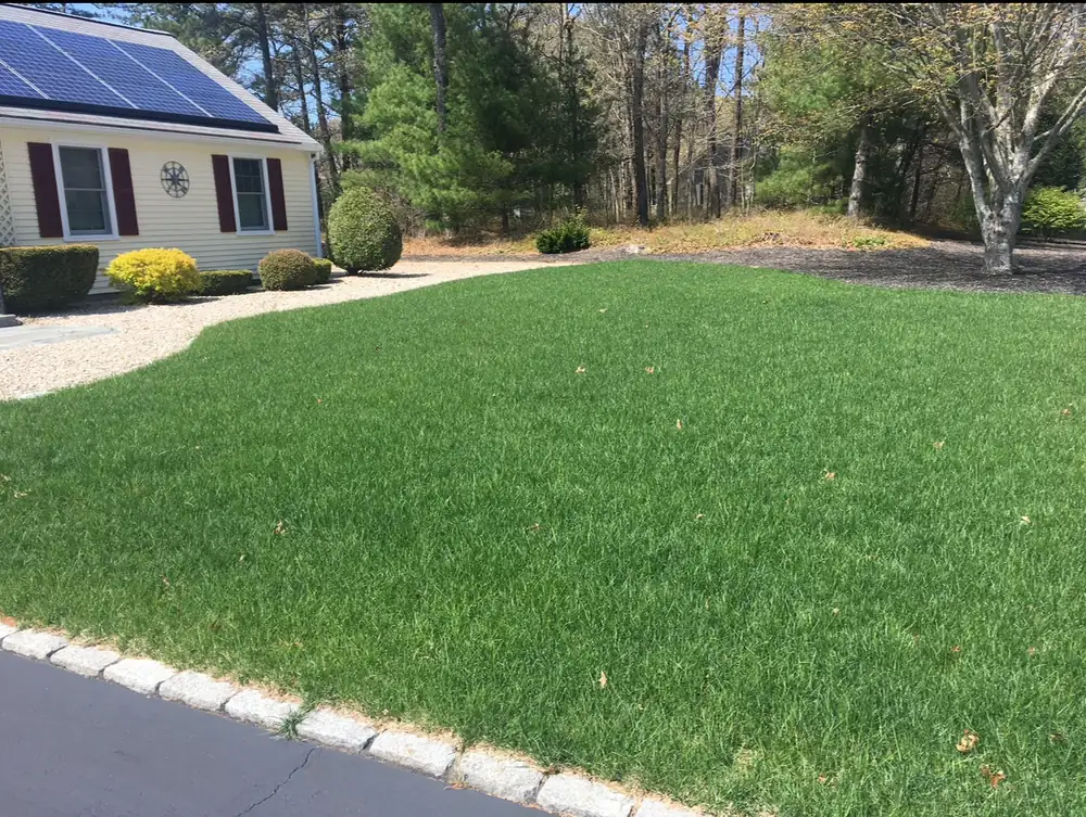 Thick, healthy green lawn in front of a Cape Cod home after a full fertilization program