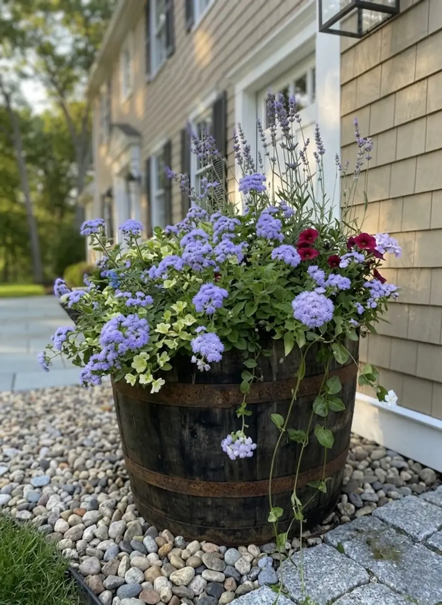 Whiskey barrel planter with lavender and ageratum on a Cape Cod colonial home
