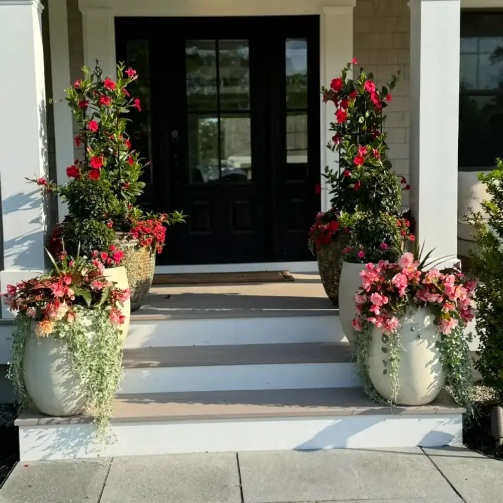 Symmetrical entryway planters with mandevilla and begonias on a Cape Cod front porch