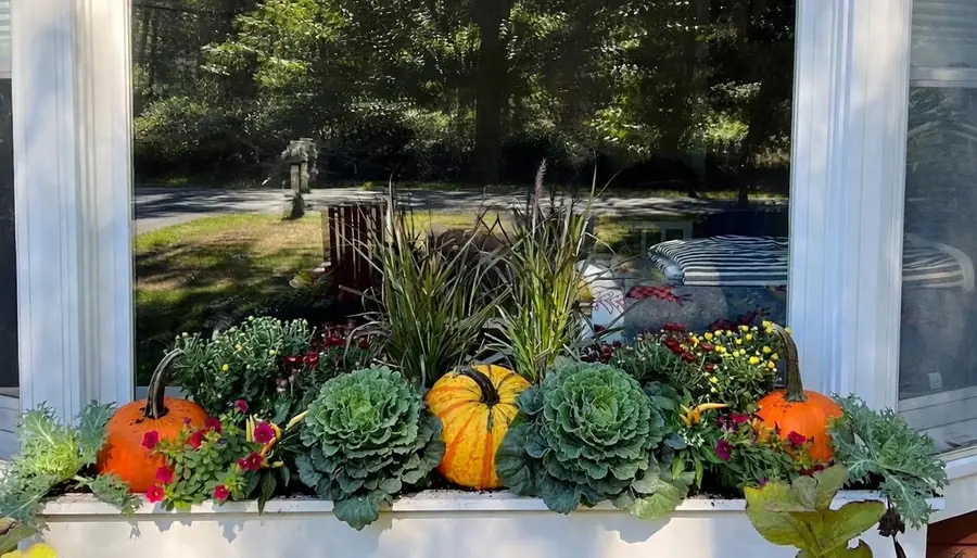 Fall window box with pumpkins, ornamental cabbage and mums on Cape Cod
