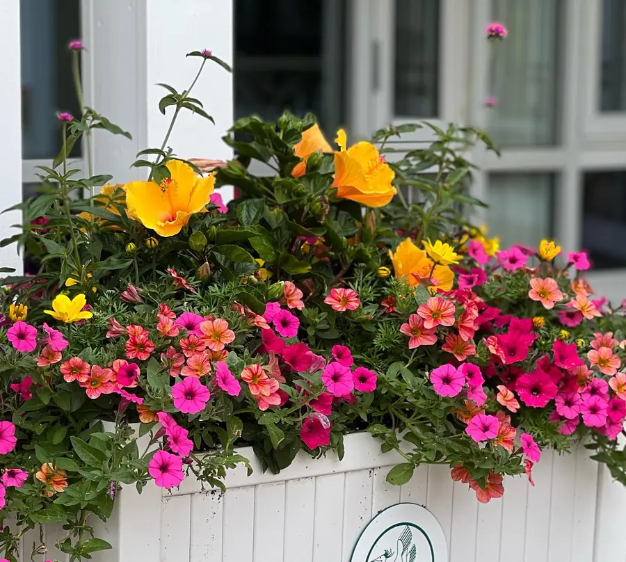 Vibrant orange, yellow and pink flower box planting on Cape Cod