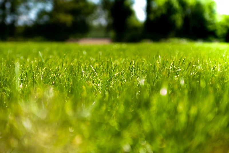 Healthy, freshly cut lawn on a Cape Cod property