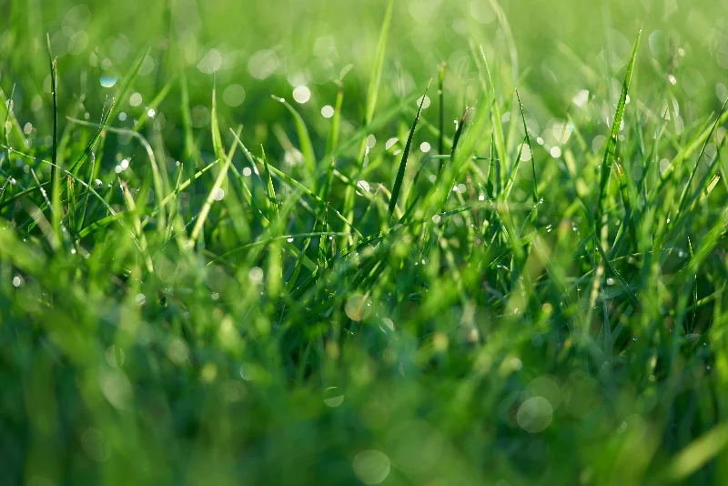 Close view of thick, green turf on a maintained Cape Cod lawn