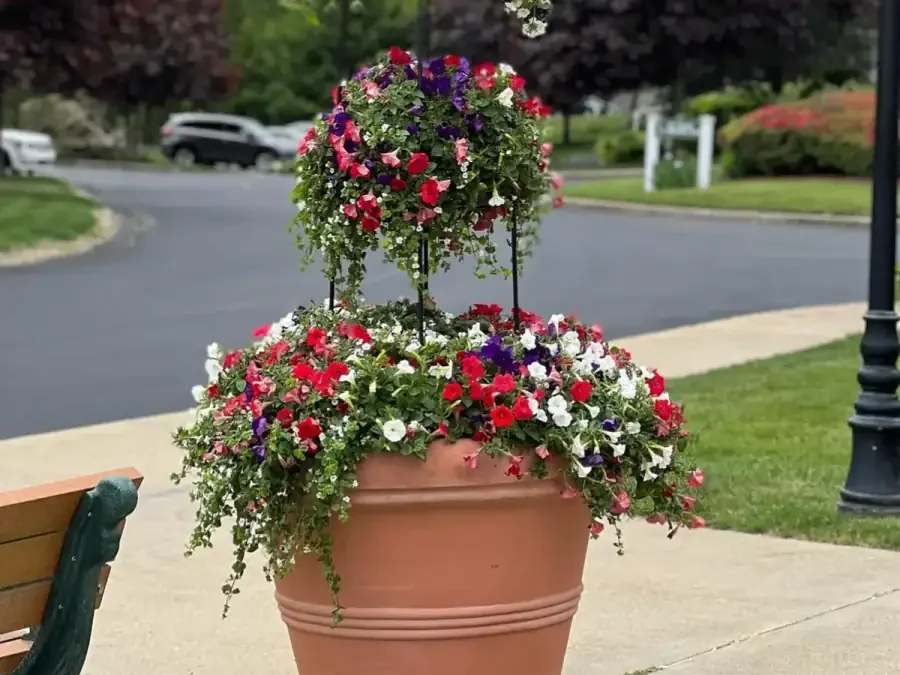 Tiered container planting of petunias at a commercial property on Cape Cod