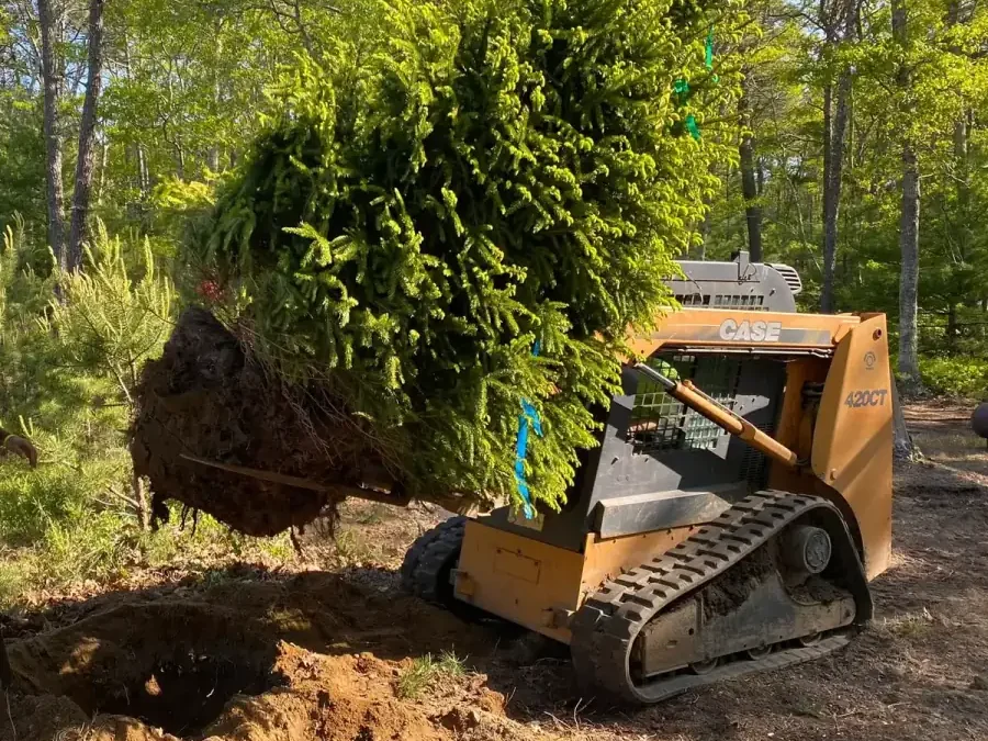 Sears crew setting a large balled spruce with a compact track loader