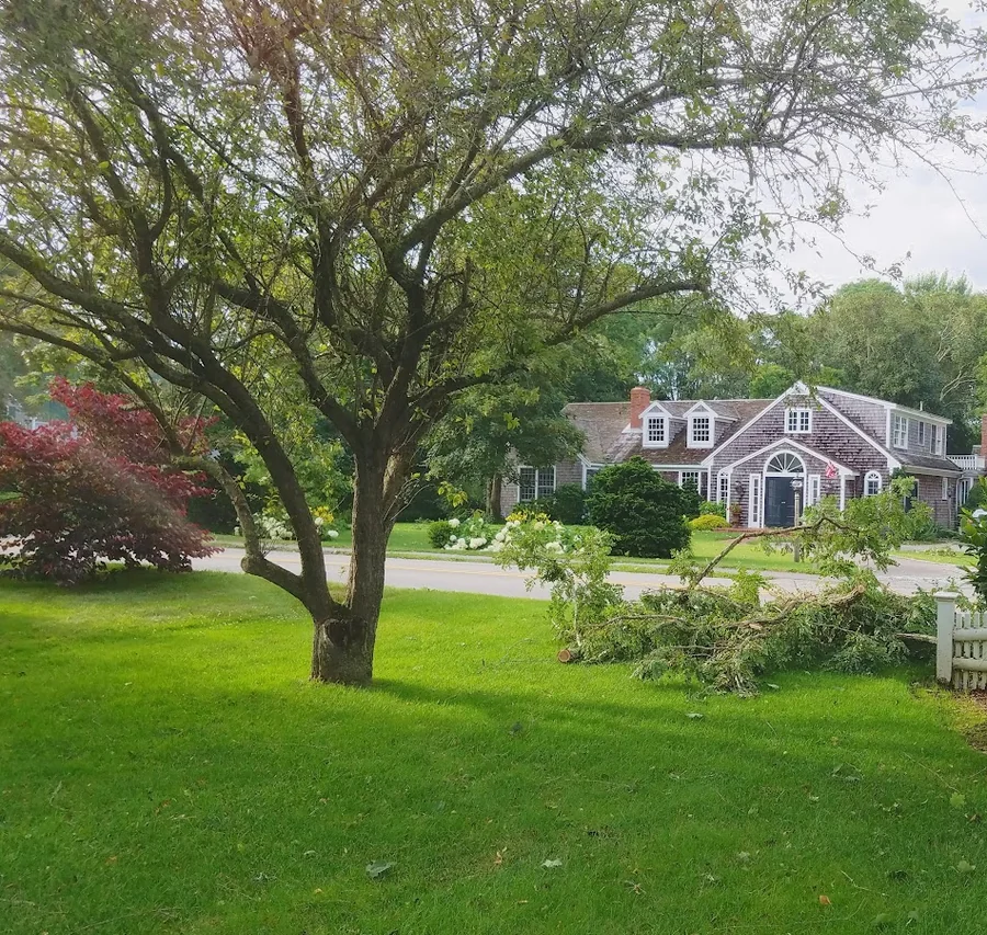 Storm-damaged branch down on a lawn in front of a Cape Cod home