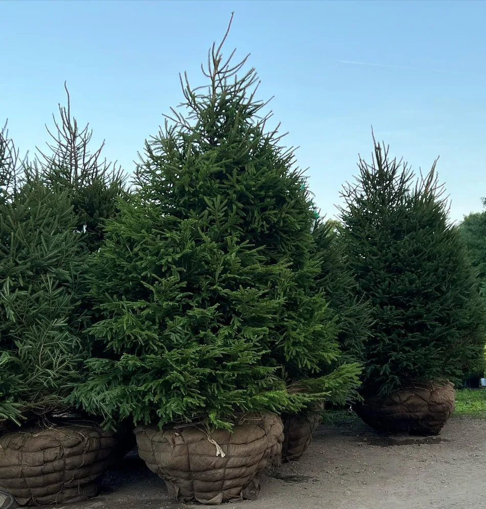 Balled and burlapped evergreen trees staged for installation