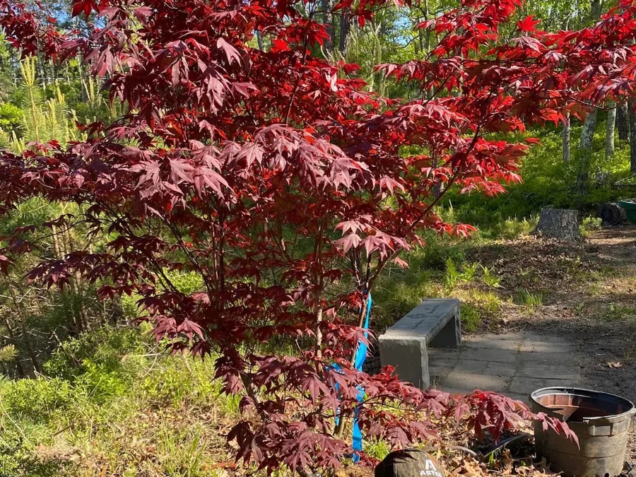 Newly planted Japanese maple with vivid red foliage on a Cape Cod property