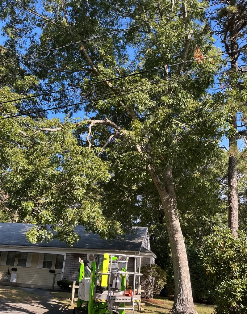 Aerial lift positioned to prune a large tree near power lines on Cape Cod