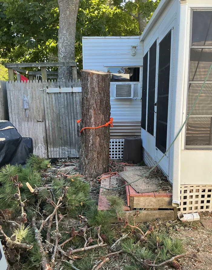 Tree trunk roped and cut during a removal job on Cape Cod
