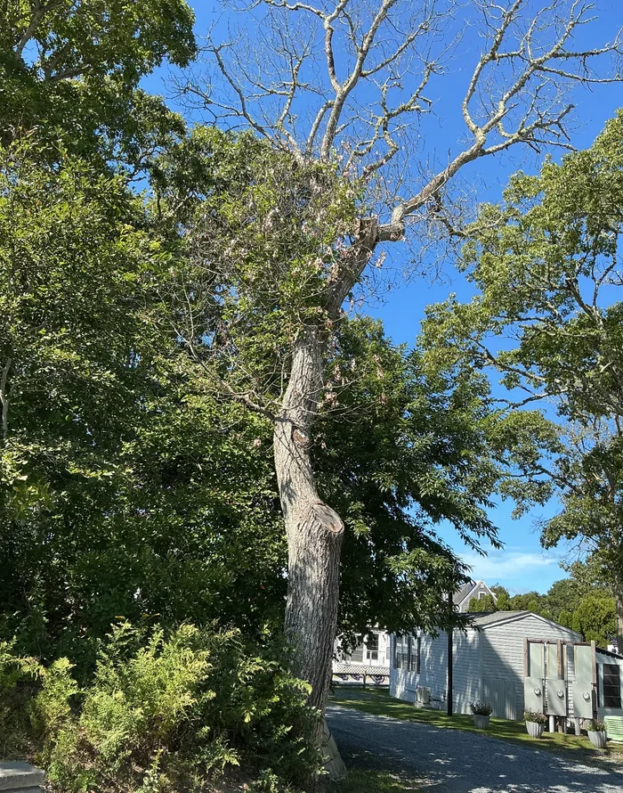 Large declining tree with a dead upper crown on a Cape Cod property