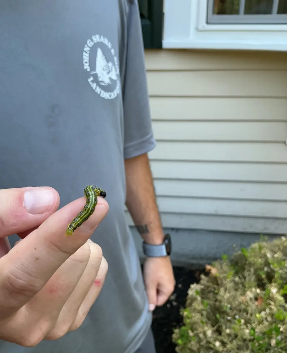 Sears crew member holding a green box tree moth caterpillar found inside a boxwood shrub