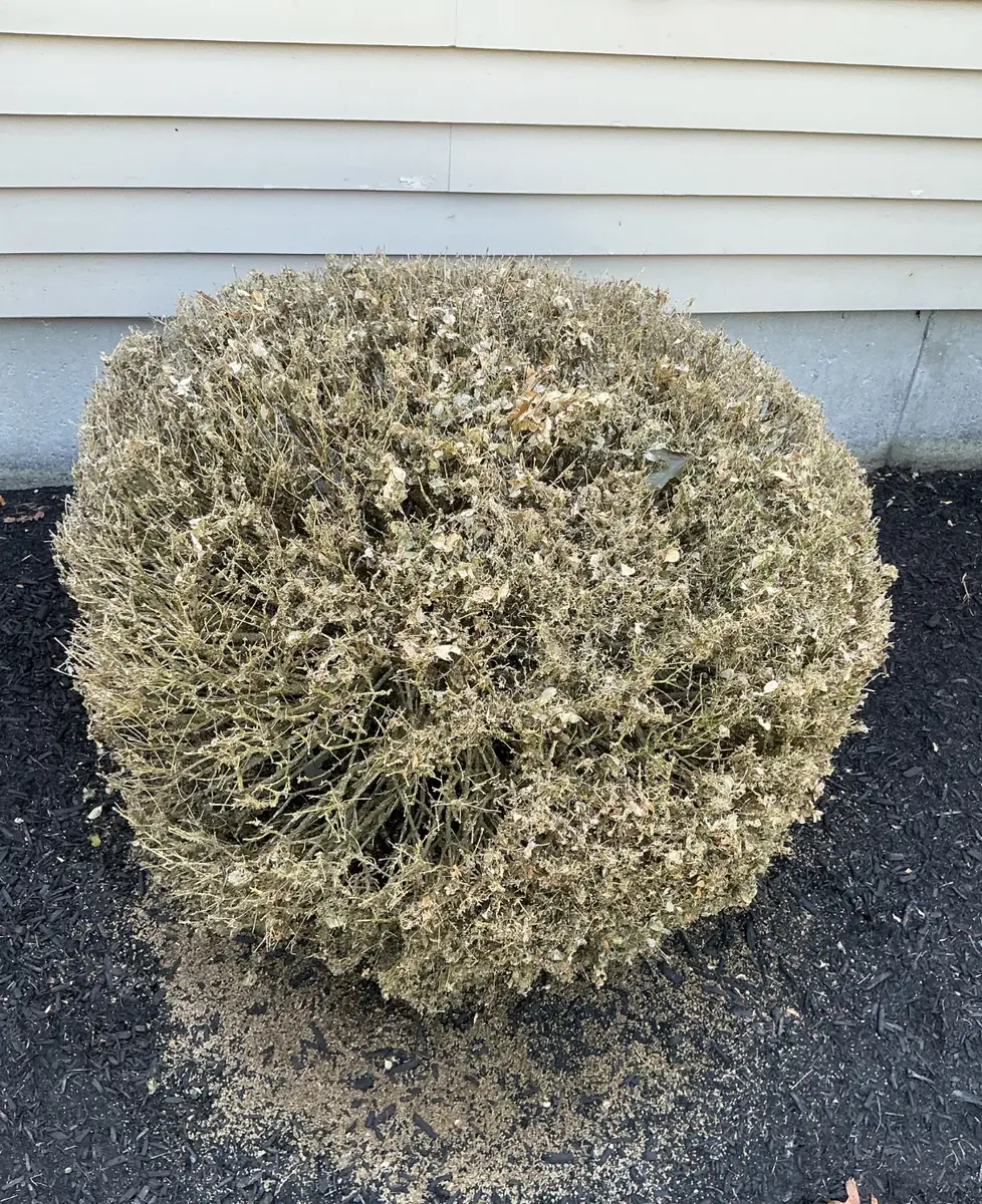 A boxwood shrub on Cape Cod completely browned and killed by box tree moth defoliation