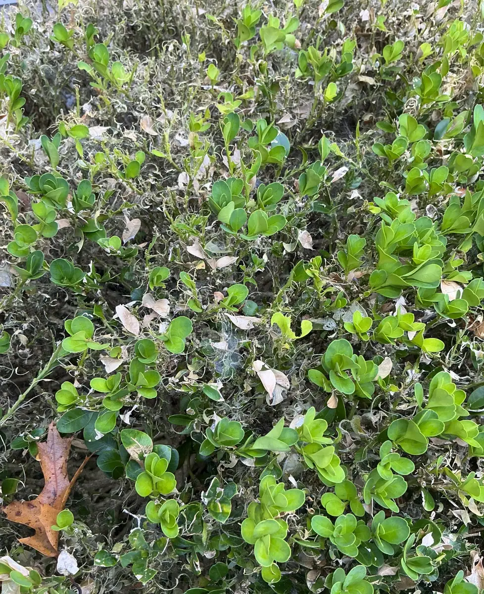 Close-up of boxwood foliage with webbing and chewed leaves from box tree moth caterpillars