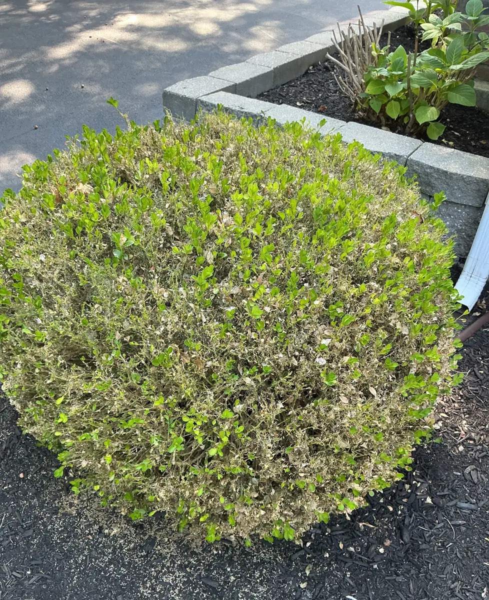 Boxwood shrub with scattered brown, dying sections next to healthy green growth
