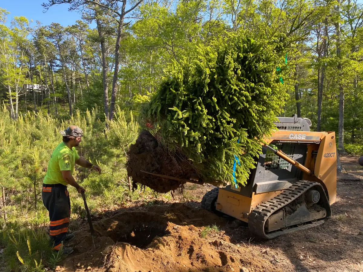 Sears crew planting a large balled-and-burlapped spruce with a compact loader on a Brewster MA property