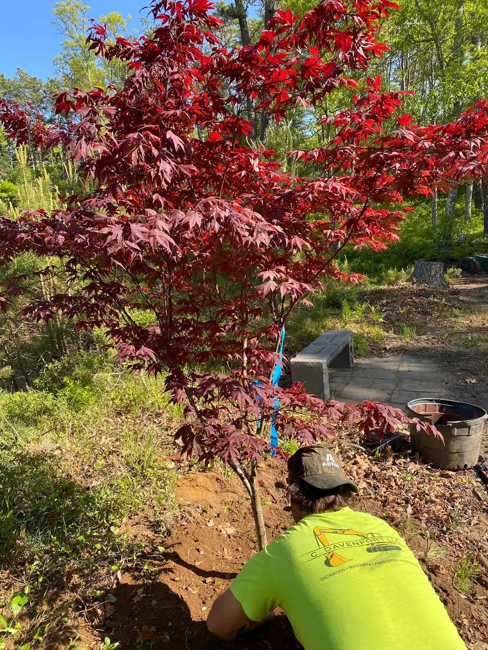 Sears crew planting a mature red Japanese maple in a Brewster MA garden