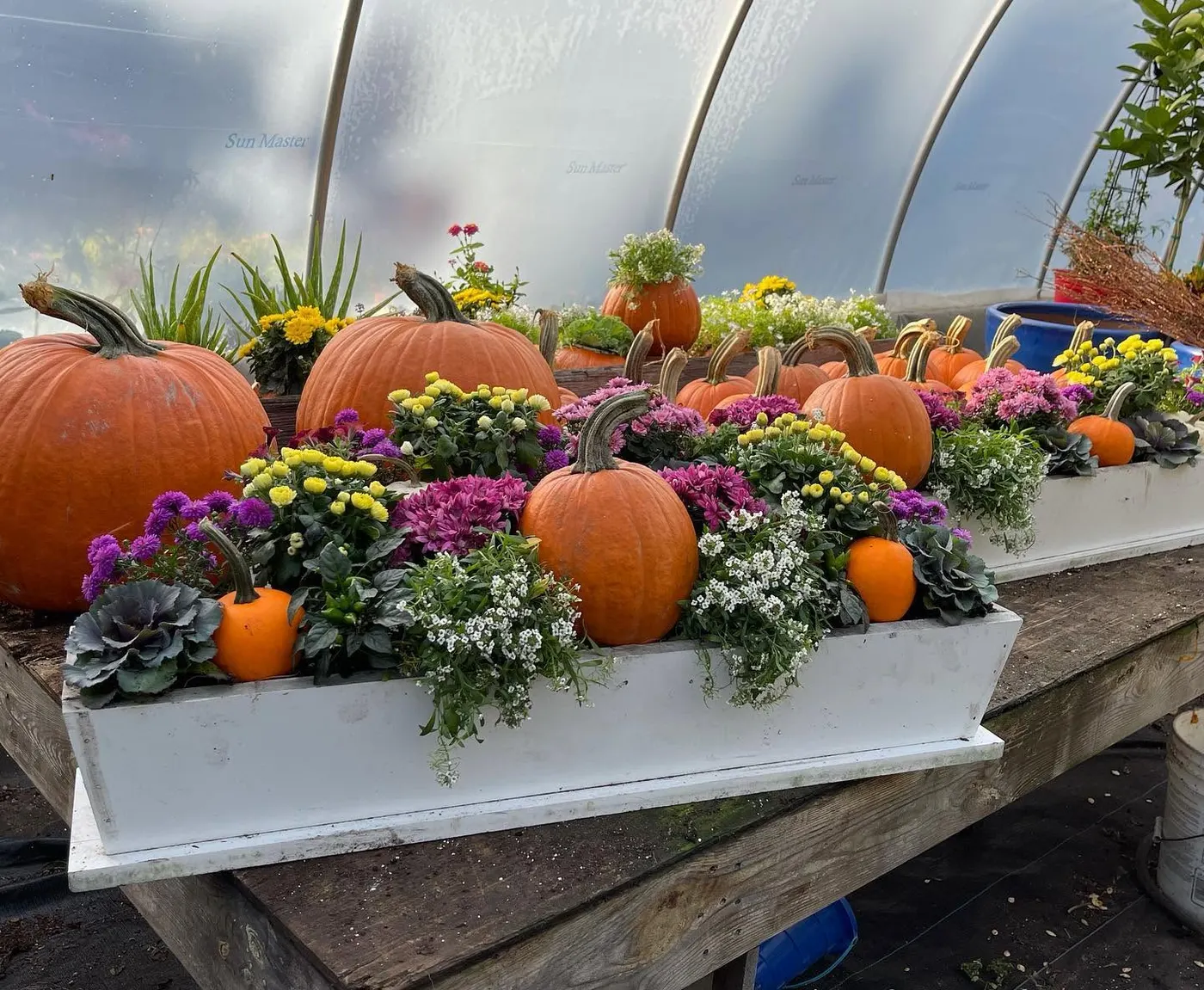 Fall window boxes planted with pumpkins, mums and ornamental kale on a greenhouse bench at Davenport Farms