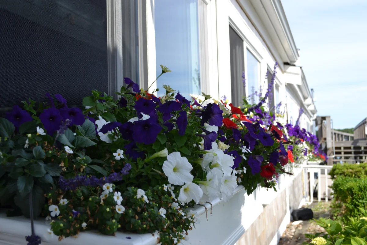 custom window box with seasonal flowers Cape Cod