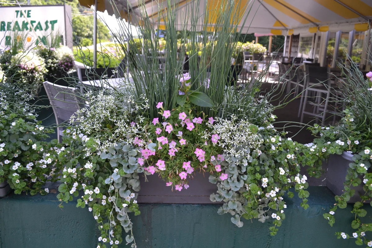 colorful window box display South Yarmouth MA