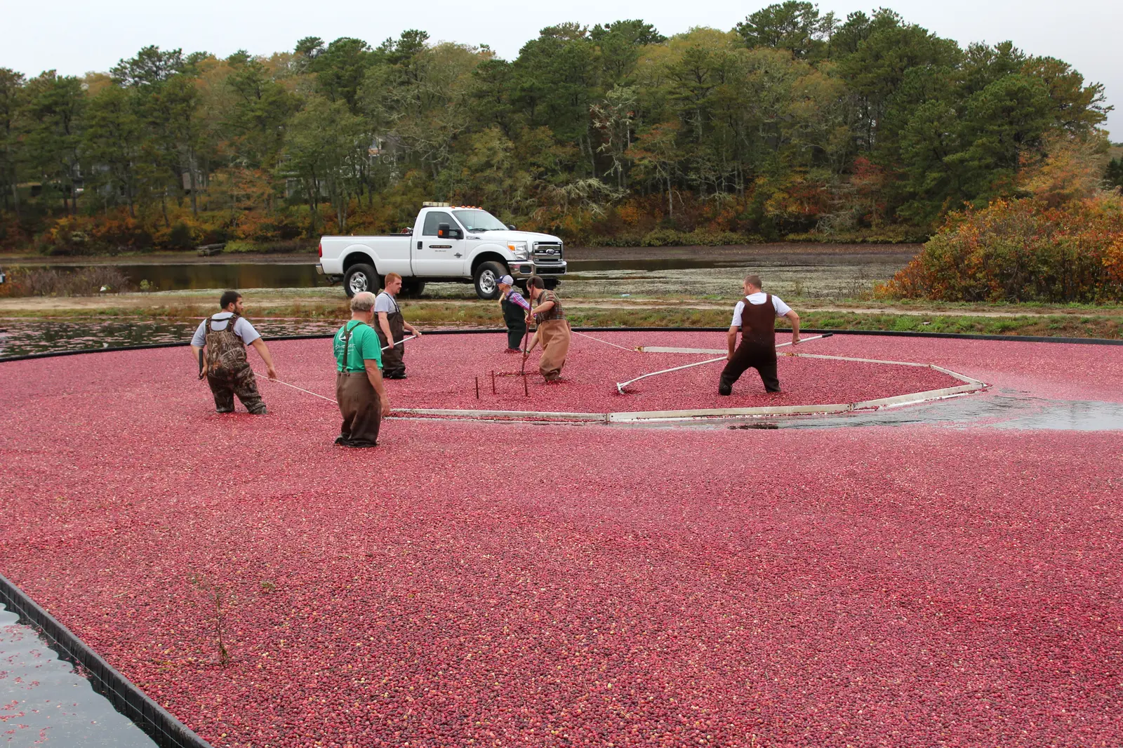 Crew corralling floating cranberries with booms as a pickup waits on the bog dike at Elbow Pond