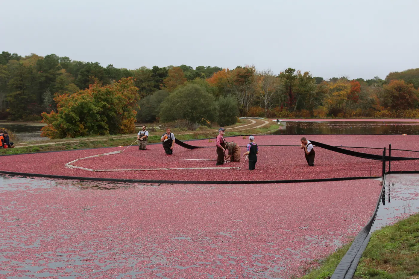 Harvest pump loading wet-picked cranberries into a truck at the edge of the Elbow Pond bog in Brewster