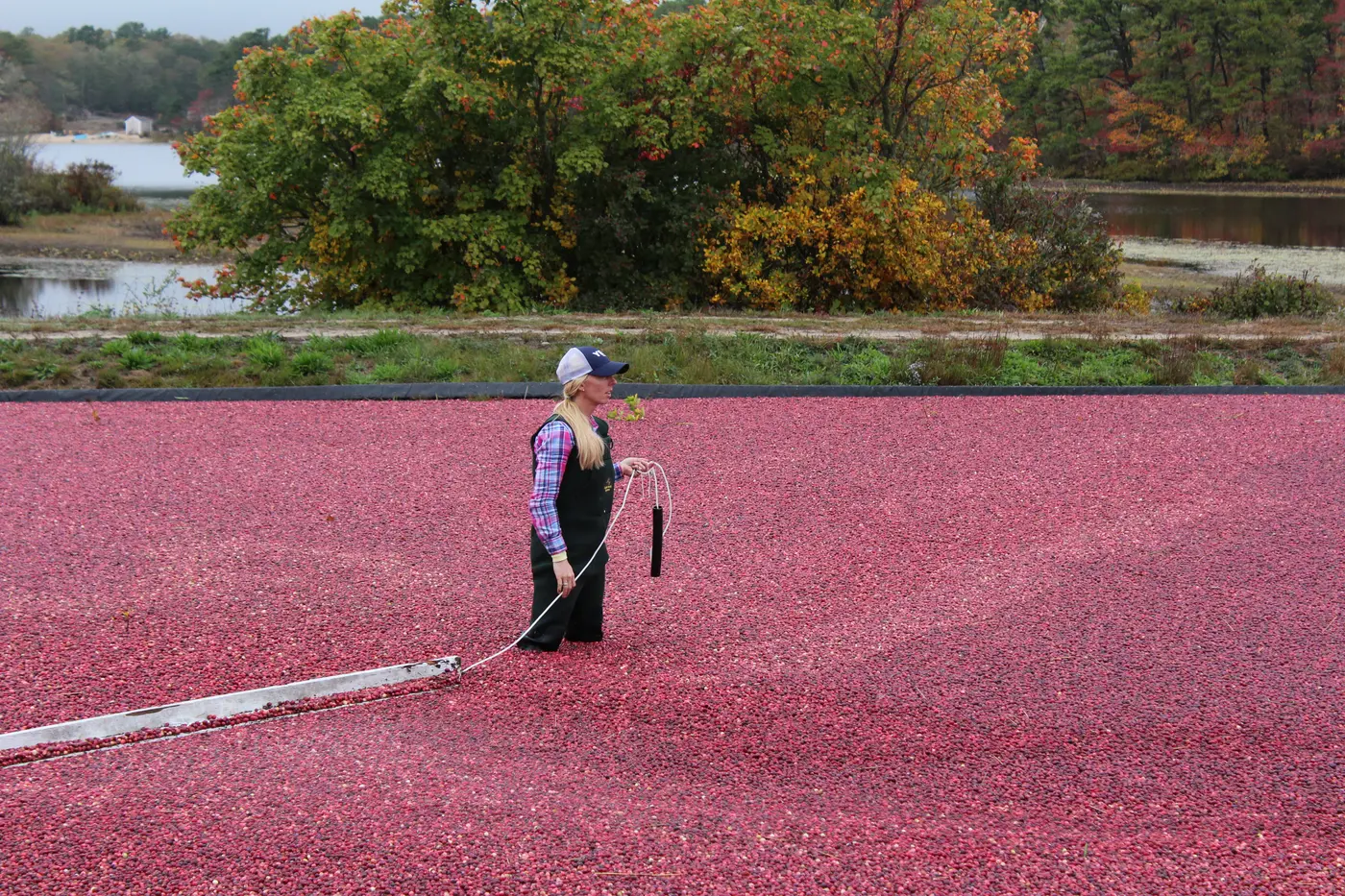 A worker in waders drawing a boom line across the flooded Elbow Pond bog in Brewster