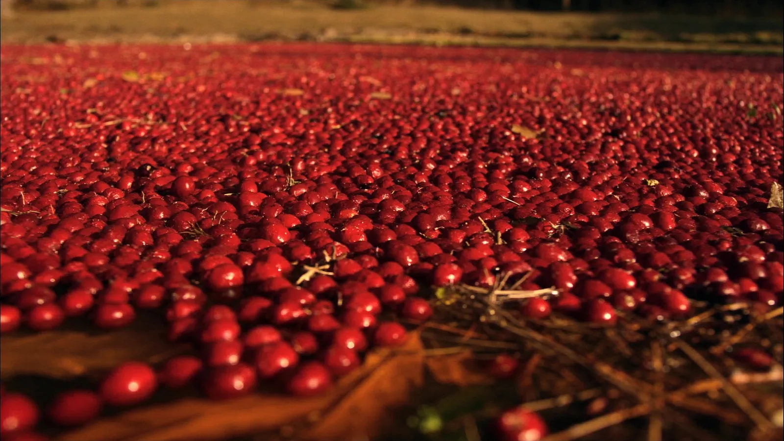A flooded Harwich cranberry bog at harvest, the surface covered in floating red berries