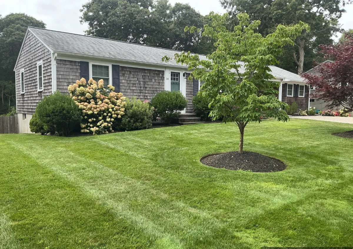 Freshly cut, striped front lawn at a shingle-sided Cape home in Harwich MA