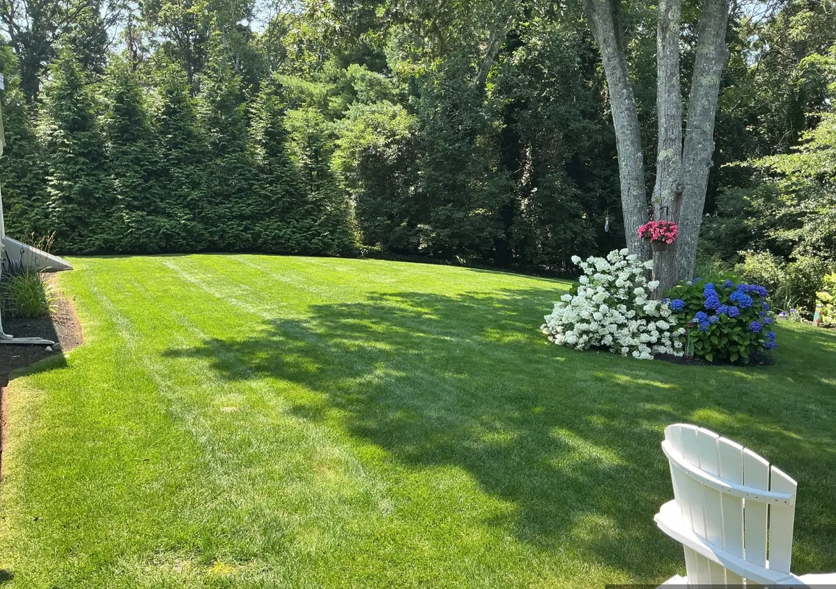 Backyard lawn edged by an arborvitae screen and hydrangea beds in Harwich MA
