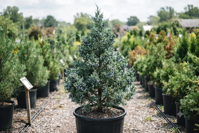 Eastern Red Cedar (Juniperus virginiana)