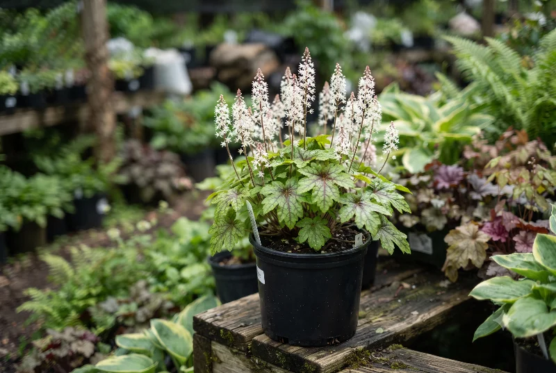 Foamflower (Tiarella cordifolia)