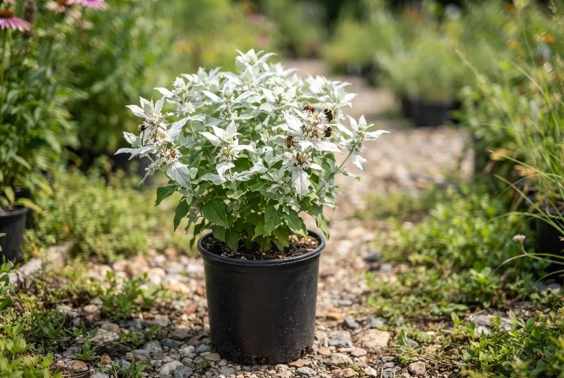 Mountain Mint (Pycnanthemum muticum)