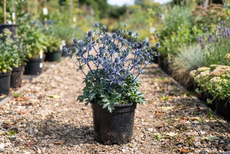 Sea Holly (Eryngium amethystinum)