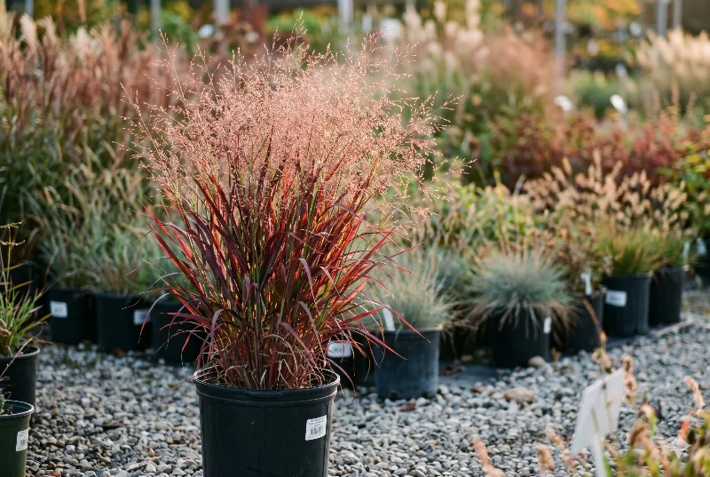 Switchgrass (Panicum virgatum)