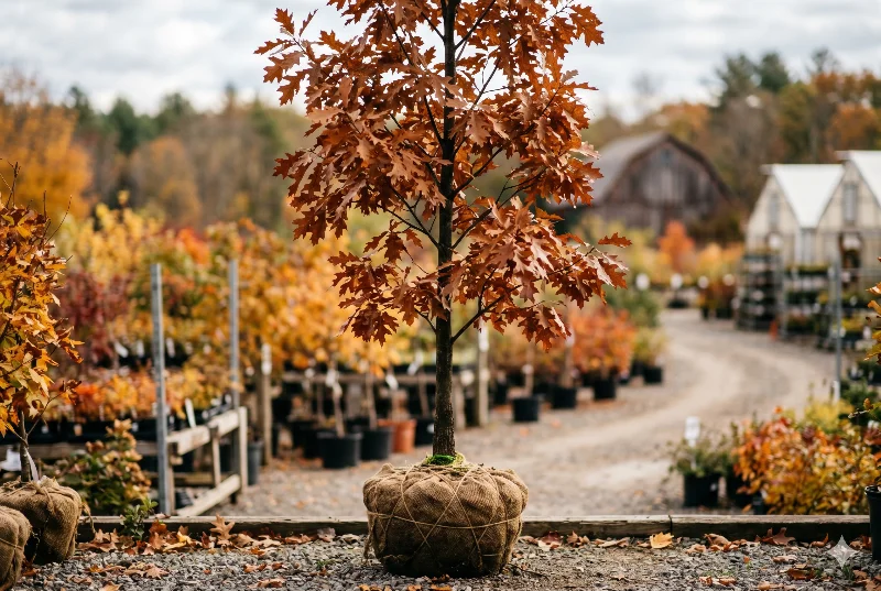 White Oak (Quercus alba)