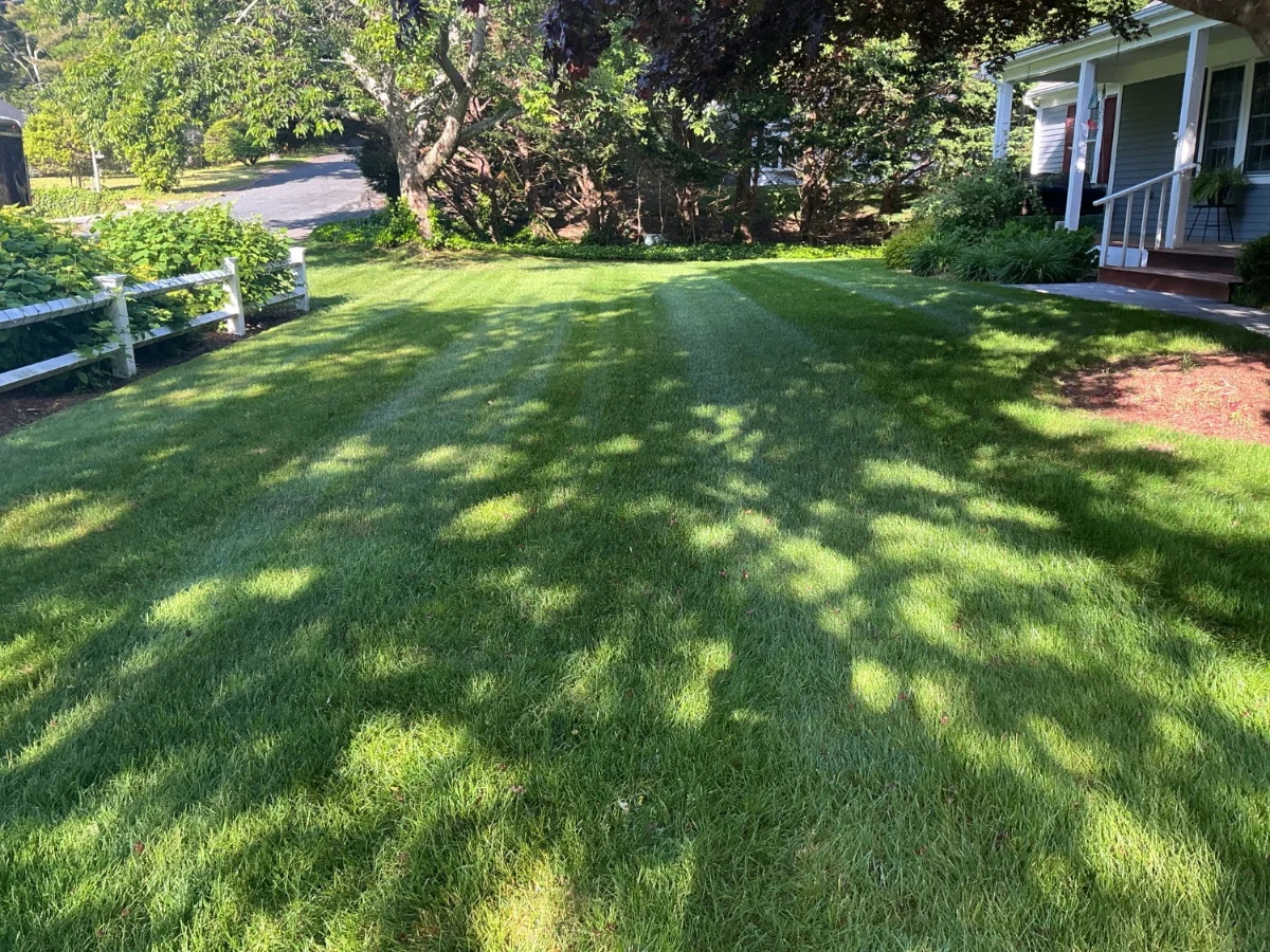 Maintained front yard and lawn in South Yarmouth MA