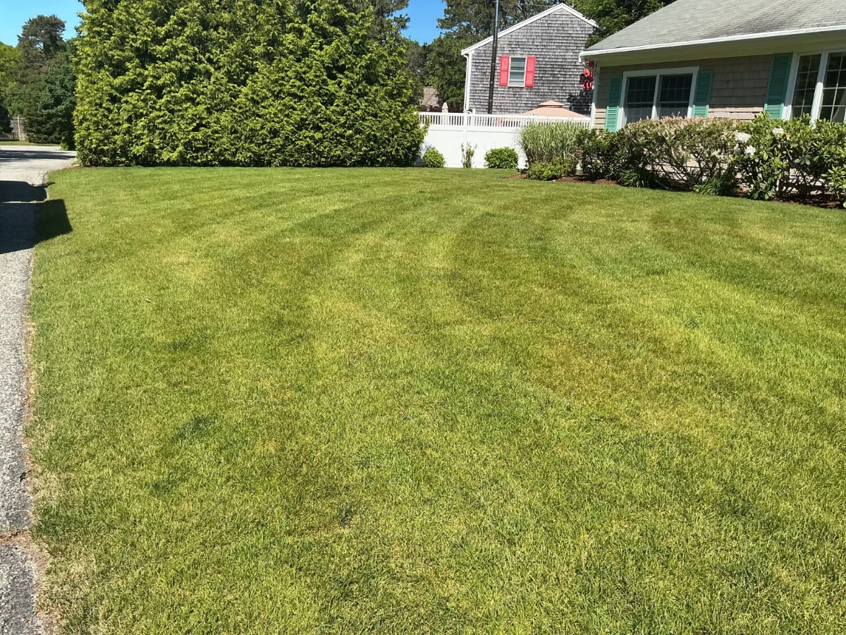 Maintained front yard and lawn in West Yarmouth MA