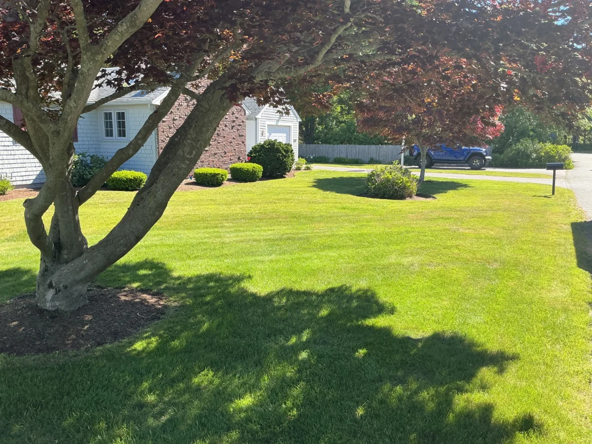 Side yard lawn and plantings in West Yarmouth MA